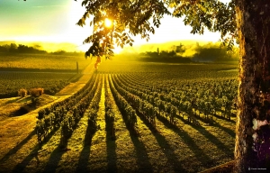 Au Lieu Dit Vins Bienvenue